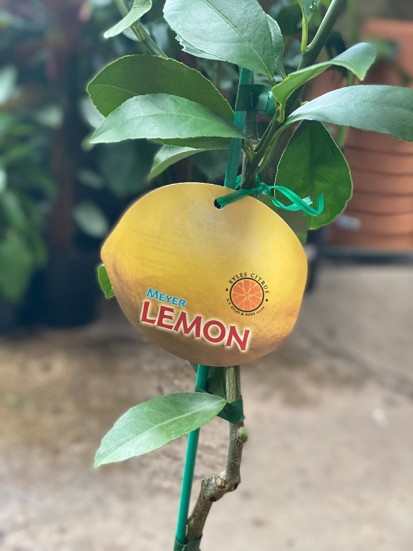 Meyer Lemon foliage and fruit close-up