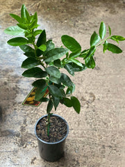 Tahitian Lime tree in nursery pot with foliage