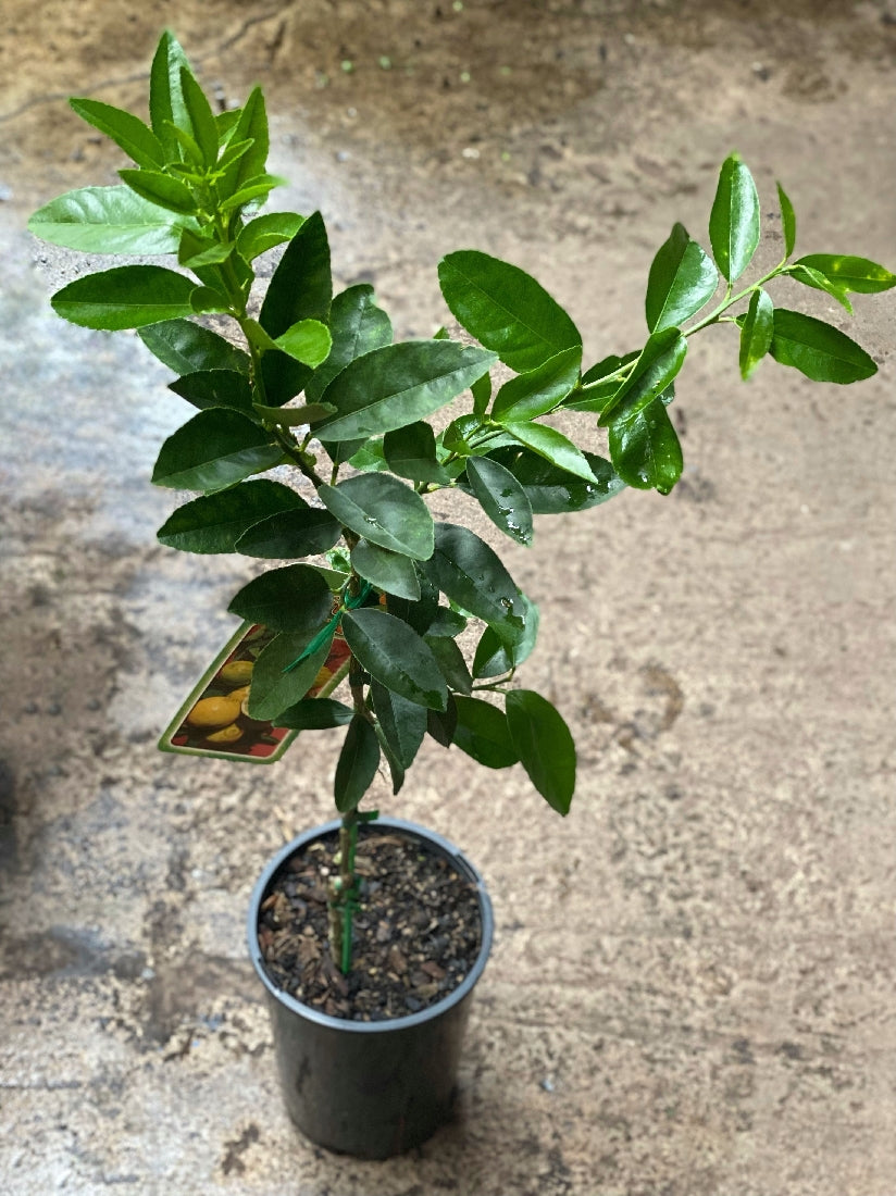 Tahitian Lime tree in nursery pot with foliage