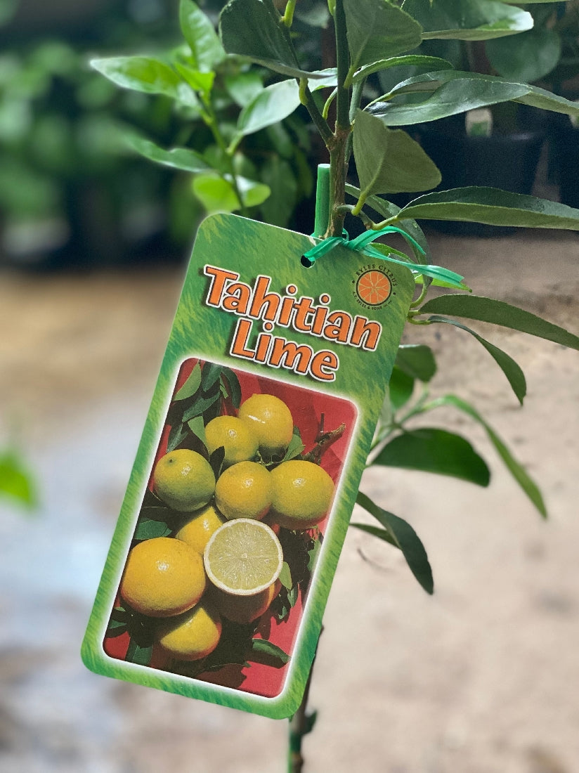 Tahitian Lime foliage and fruit close-up
