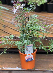 Pink Jasmine in nursery pot showing full plant