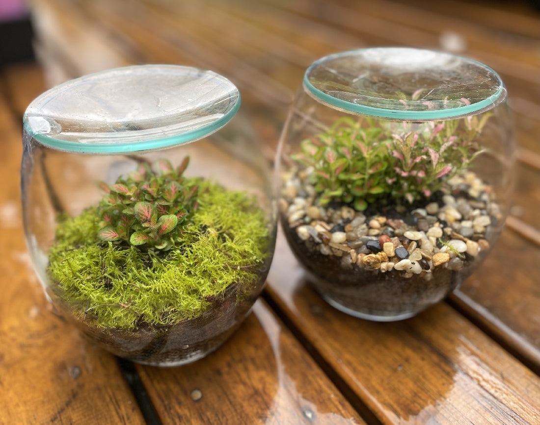 Forest Micro Terrarium showing planted miniature garden with moss and foliage