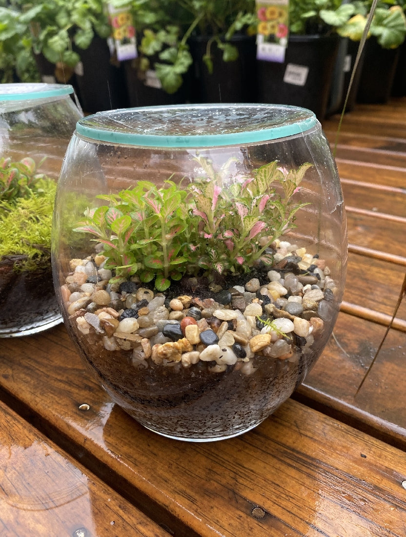 Forest Micro Terrarium close-up of interior plants and arrangement