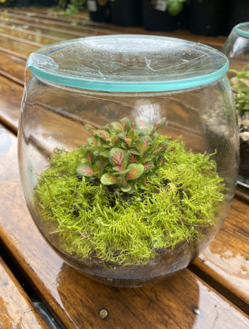 Forest Micro Terrarium close-up of interior plants and arrangement