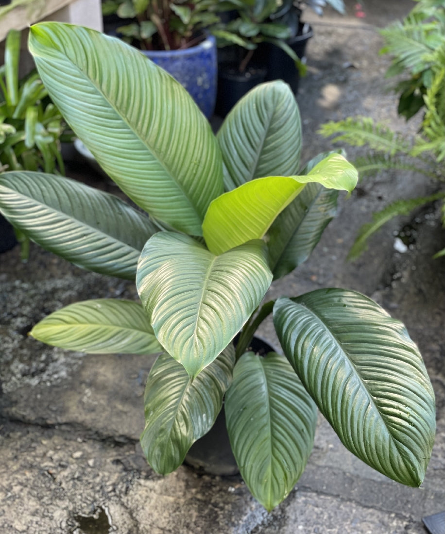 Peace Lily Sensation in nursery pot showing foliage and white flower