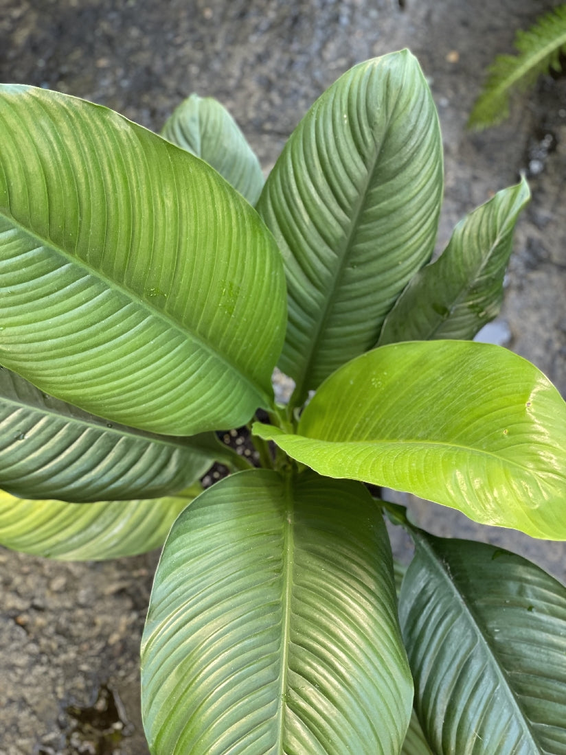 Peace Lily Sensation leaf close-up showing pattern and colour