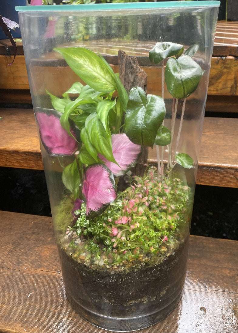 Forest Terra Platinum Terrarium showing planted miniature garden with moss and foliage