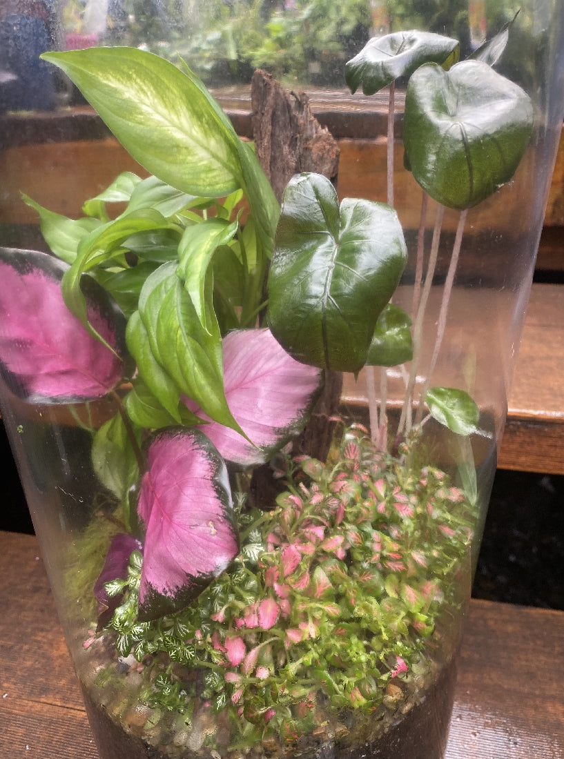 Forest Terra Platinum Terrarium close-up of interior plants and arrangement