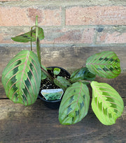 Maranta Red Vein in nursery pot showing full plant