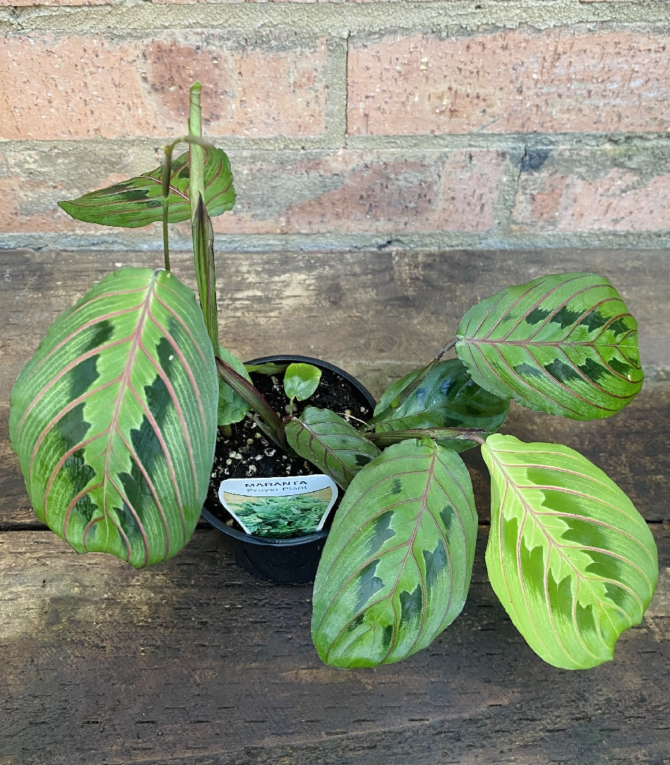 Maranta Red Vein in nursery pot showing full plant
