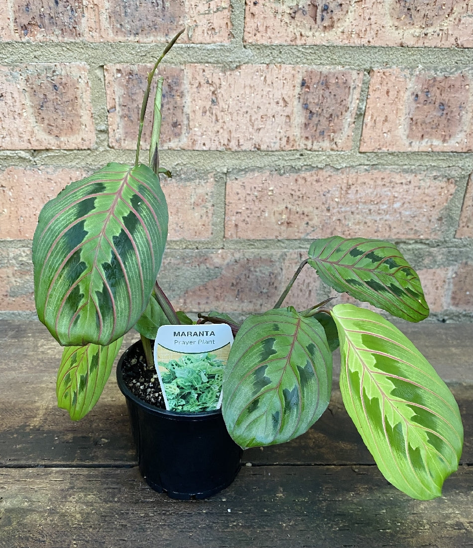 Maranta Red Vein foliage close-up