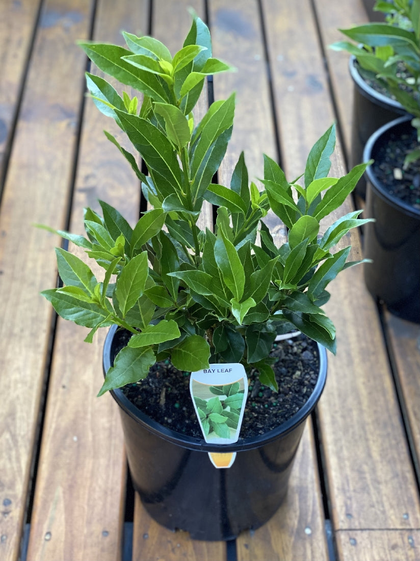 Bay Tree in nursery pot showing glossy aromatic leaves