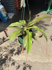 Nepenthes Premium in pot showing hanging pitcher traps