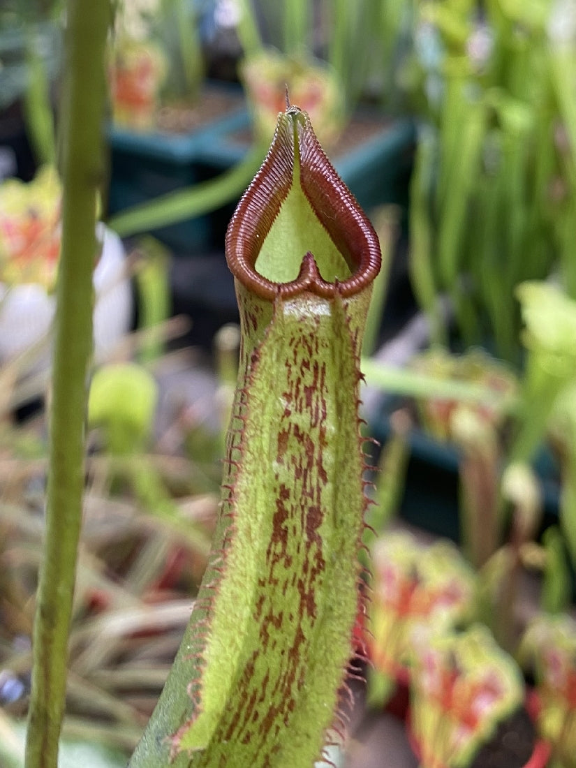 Nepenthes Premium close-up of pitcher trap