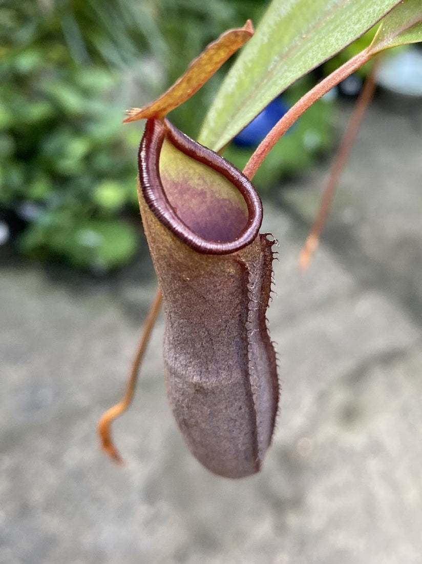 Nepenthes Premium close-up of pitcher trap