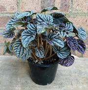 Peperomia Caperata in nursery pot showing full plant