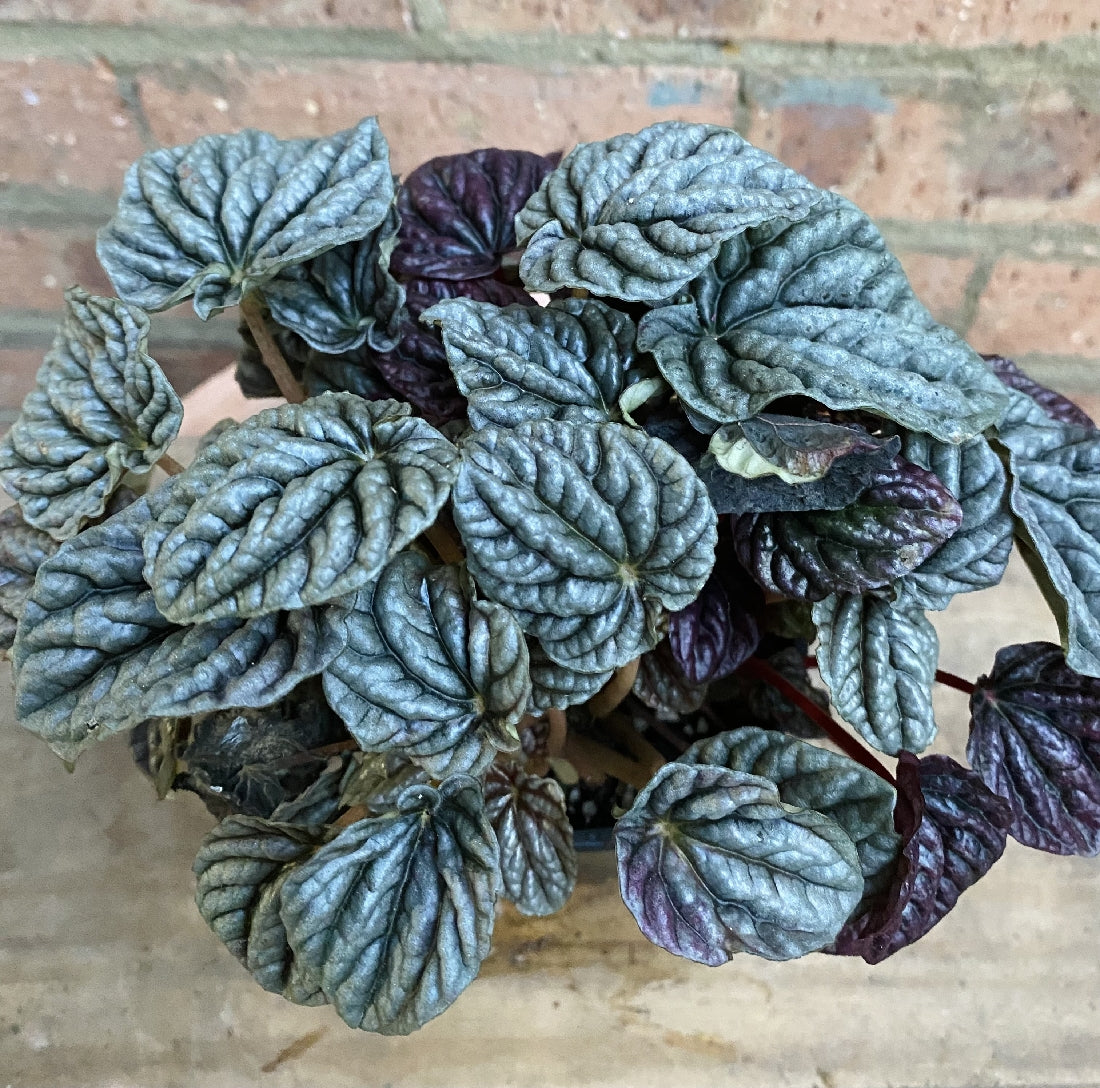 Peperomia Caperata foliage close-up
