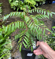 Curry Leaf Tree in nursery pot showing full plant