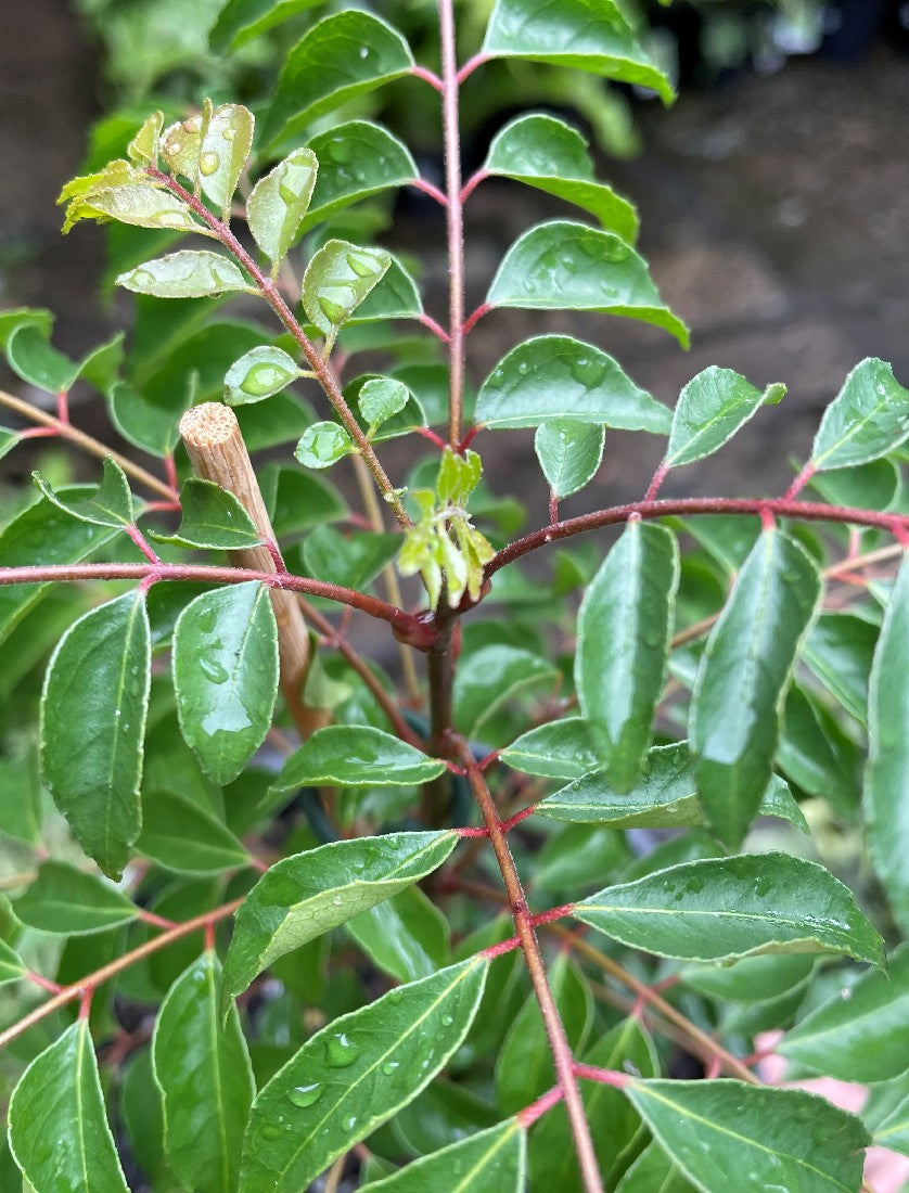 Curry Leaf Tree foliage close-up
