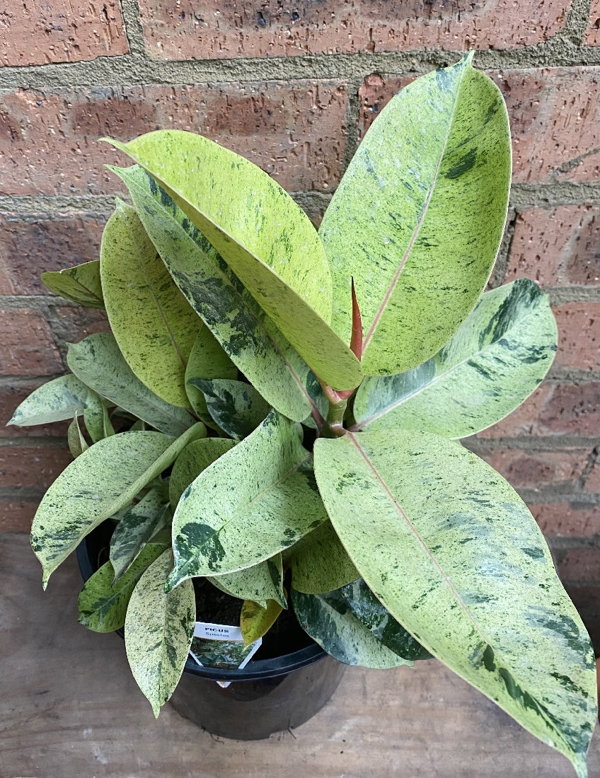 Ficus Elastica Shivereana in nursery pot showing marbled cream and green leaves