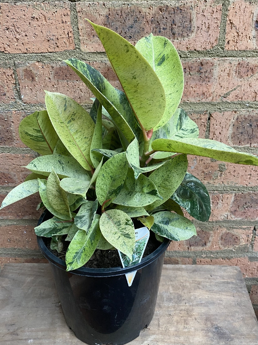 Ficus Elastica Shivereana leaf close-up showing variegation detail