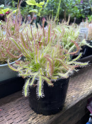 DROSERA SP 100MM