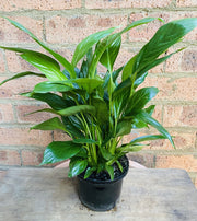 Peace Lily in nursery pot showing foliage and white flower