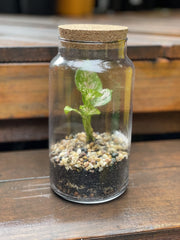 CORK JAR TERRARIUM