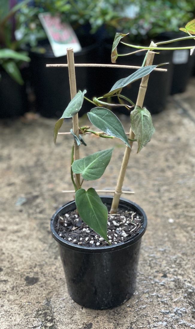 BAMBOO LADDER TRELLIS