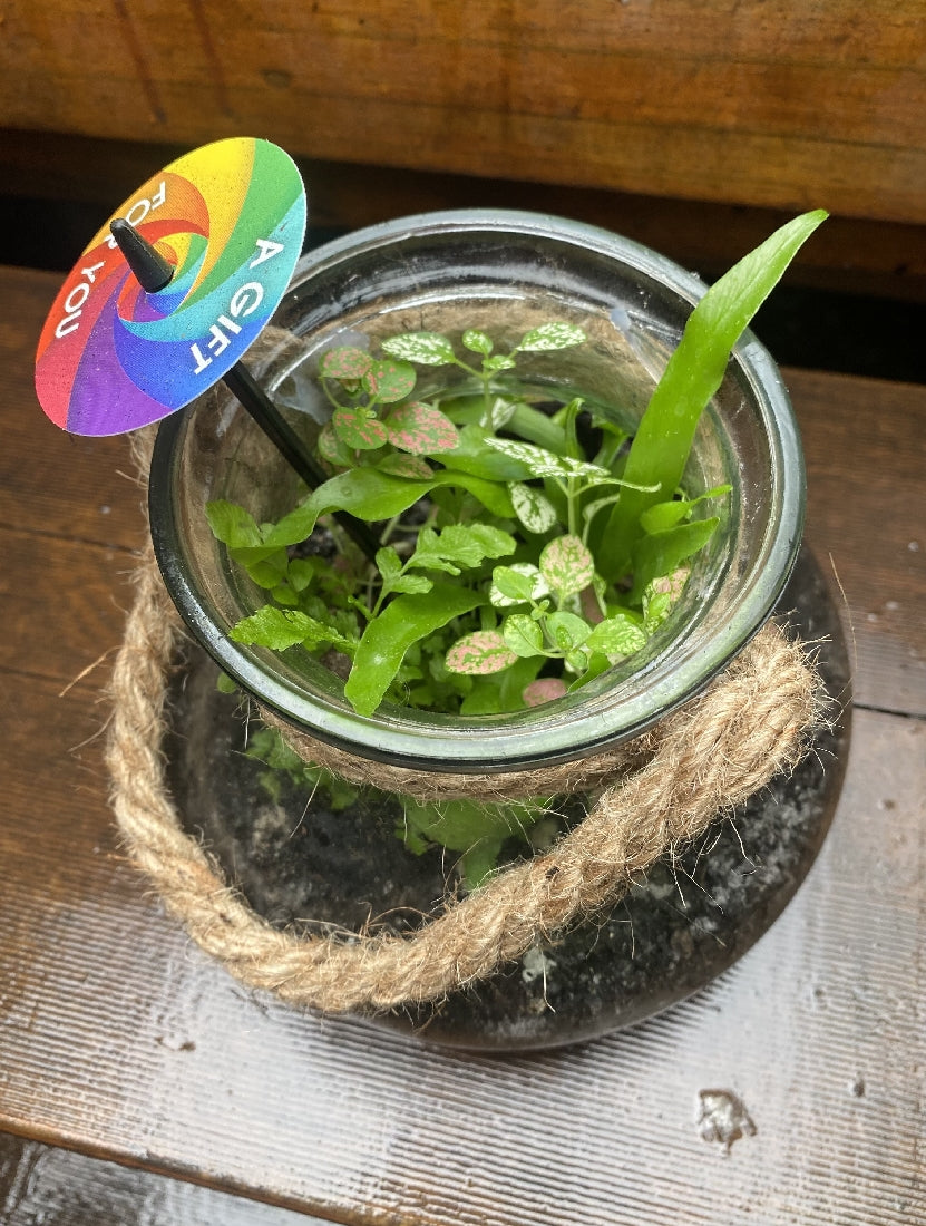 Glass Terrarium with Rope -- Medium close-up of interior plants and arrangement