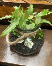 Glass Terrarium with Rope -- Large showing planted miniature garden with moss and foliage