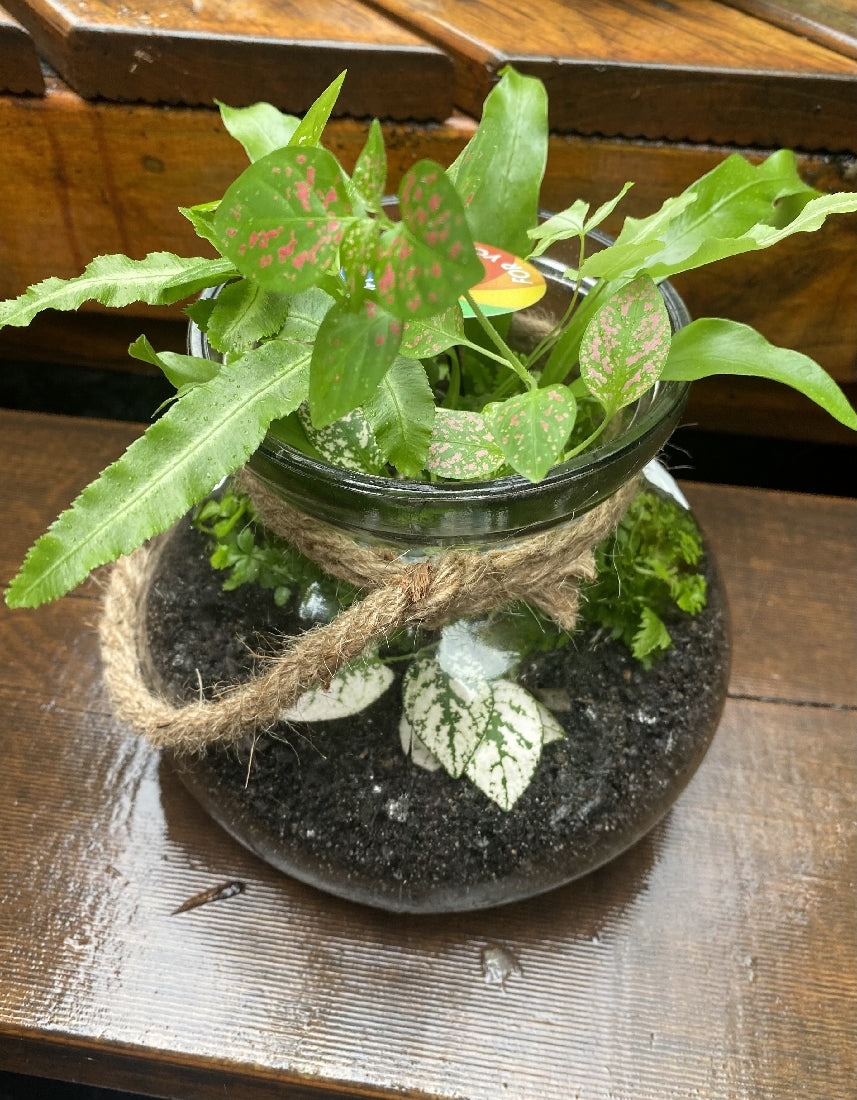 Glass Terrarium with Rope -- Large showing planted miniature garden with moss and foliage