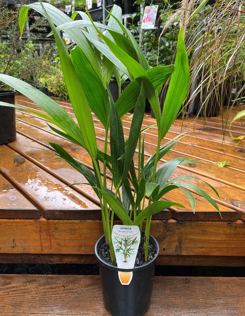 Kentia Palm in nursery pot showing arching green fronds