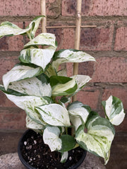 Pothos Manjula in pot showing trailing vines and heart-shaped leaves