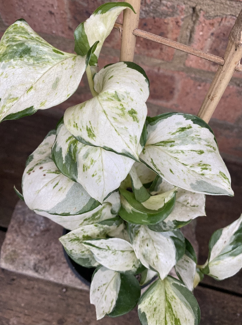 Pothos Manjula leaf close-up showing colour and pattern