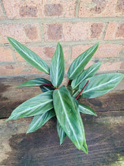 Stromanthe Sanguinea in nursery pot showing full plant