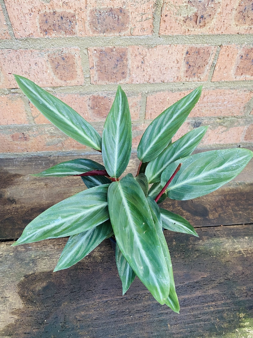 Stromanthe Sanguinea in nursery pot showing full plant