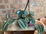 Maranta Red Vein Hanging Basket in nursery pot showing full plant