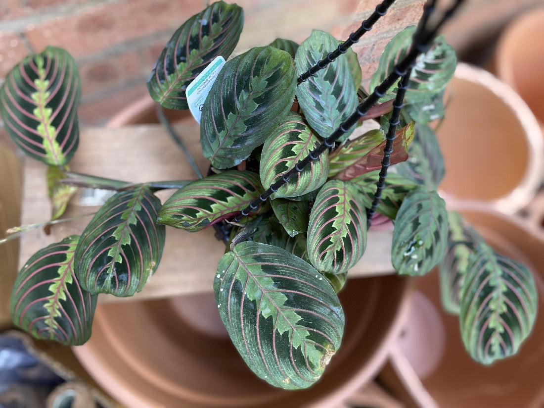 Maranta Red Vein Hanging Basket foliage close-up