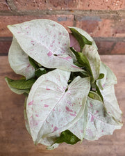 Syngonium Confetti in nursery pot showing arrow-shaped foliage