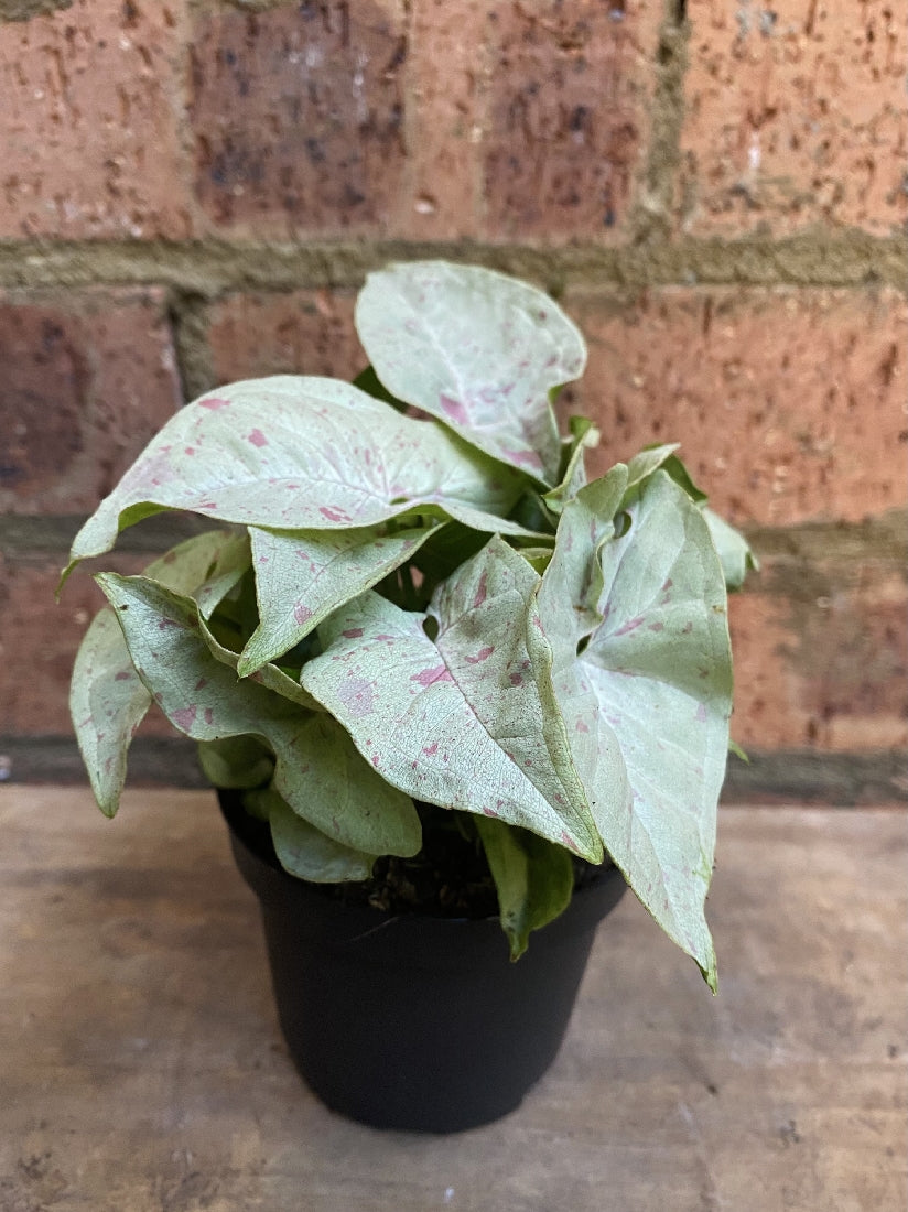 Syngonium Confetti close-up of leaf pattern and colour