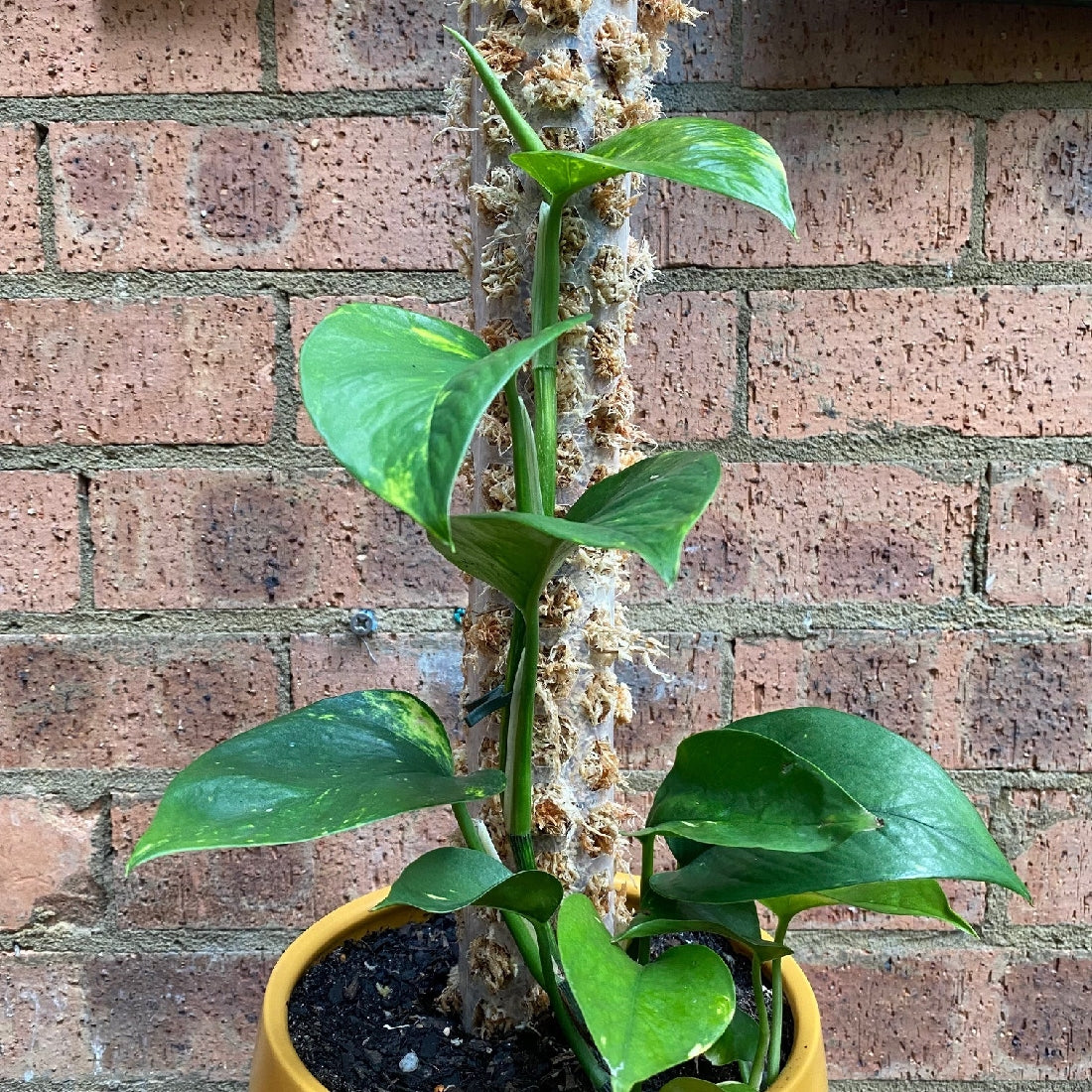 ClearPlastic Moss Pole supporting a climbing plant