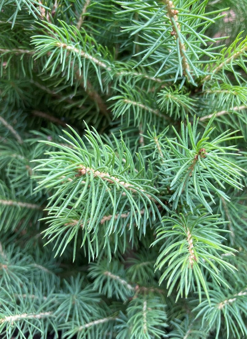 Picea Super Star 250mm detail view