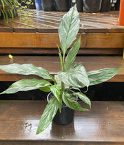 Peace Lily Domino in nursery pot showing foliage and white flower