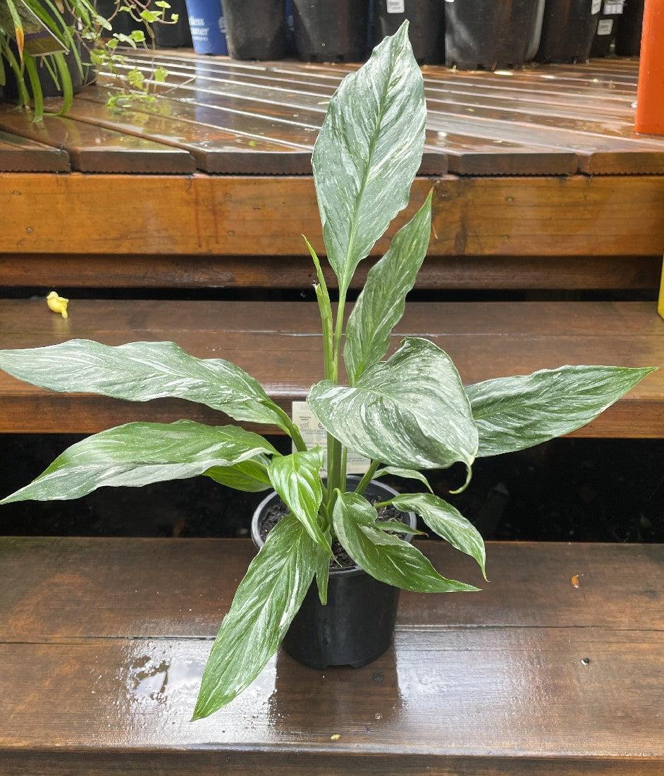 Peace Lily Domino in nursery pot showing foliage and white flower