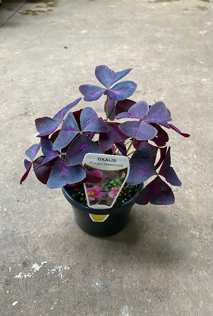 Purple Shamrock in nursery pot showing full plant