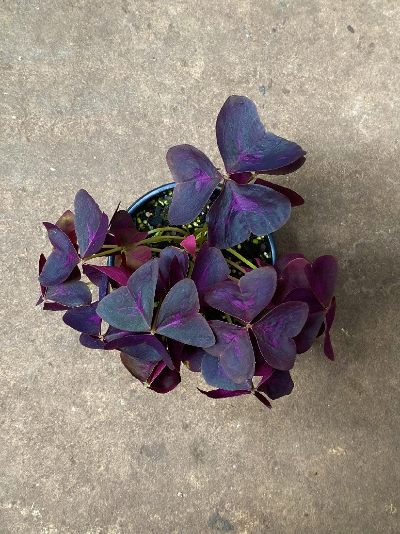 Purple Shamrock foliage close-up