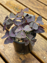 Purple Shamrock in nursery pot showing full plant