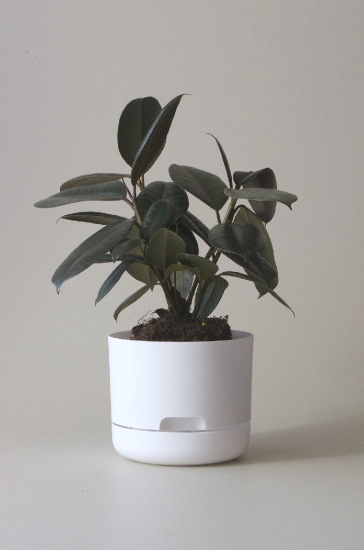 Mr Kitly Self-Watering Pot 170mm additional angle or colour detail