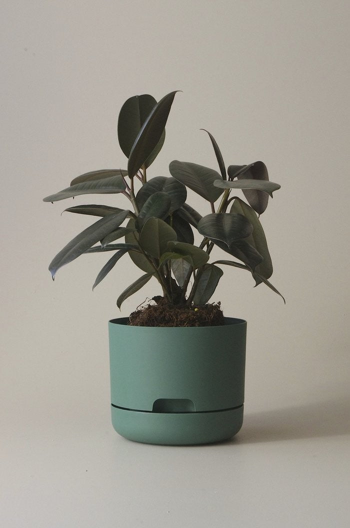 Mr Kitly Self-Watering Pot 250mm additional angle or colour detail
